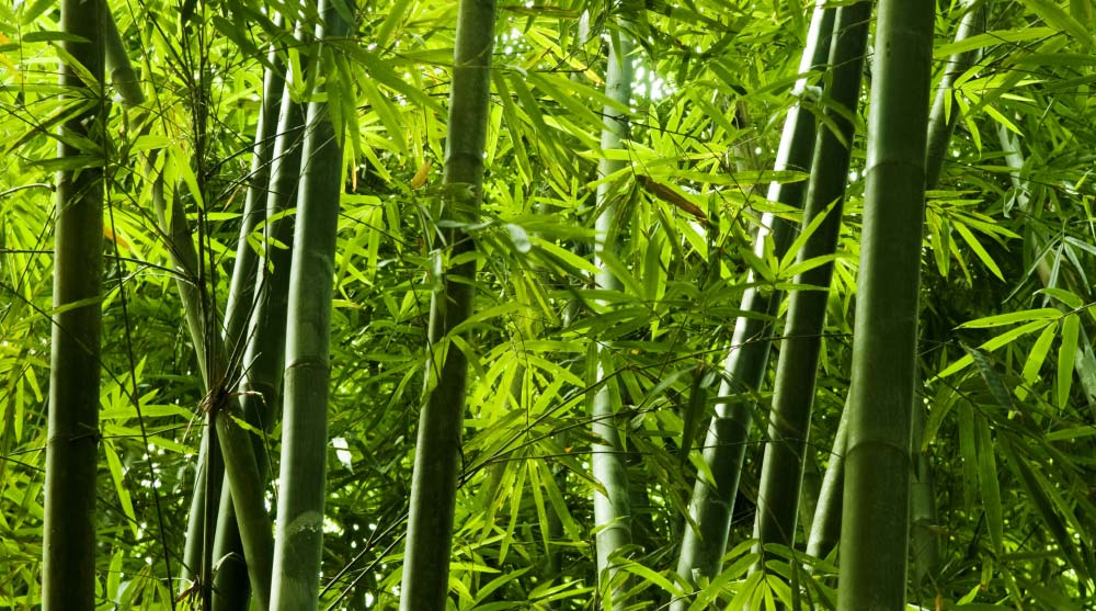 Aceite Revitalizante Dulkamara Bamboo